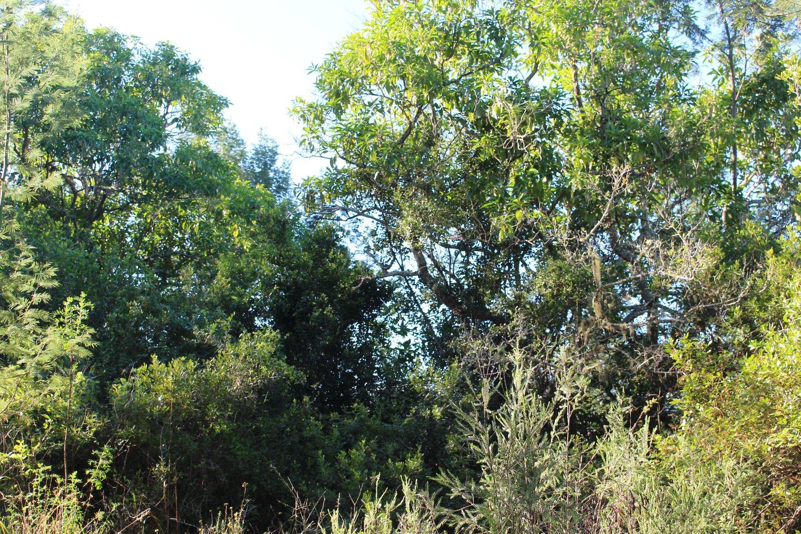 Vacant Land for Sale - Western Cape